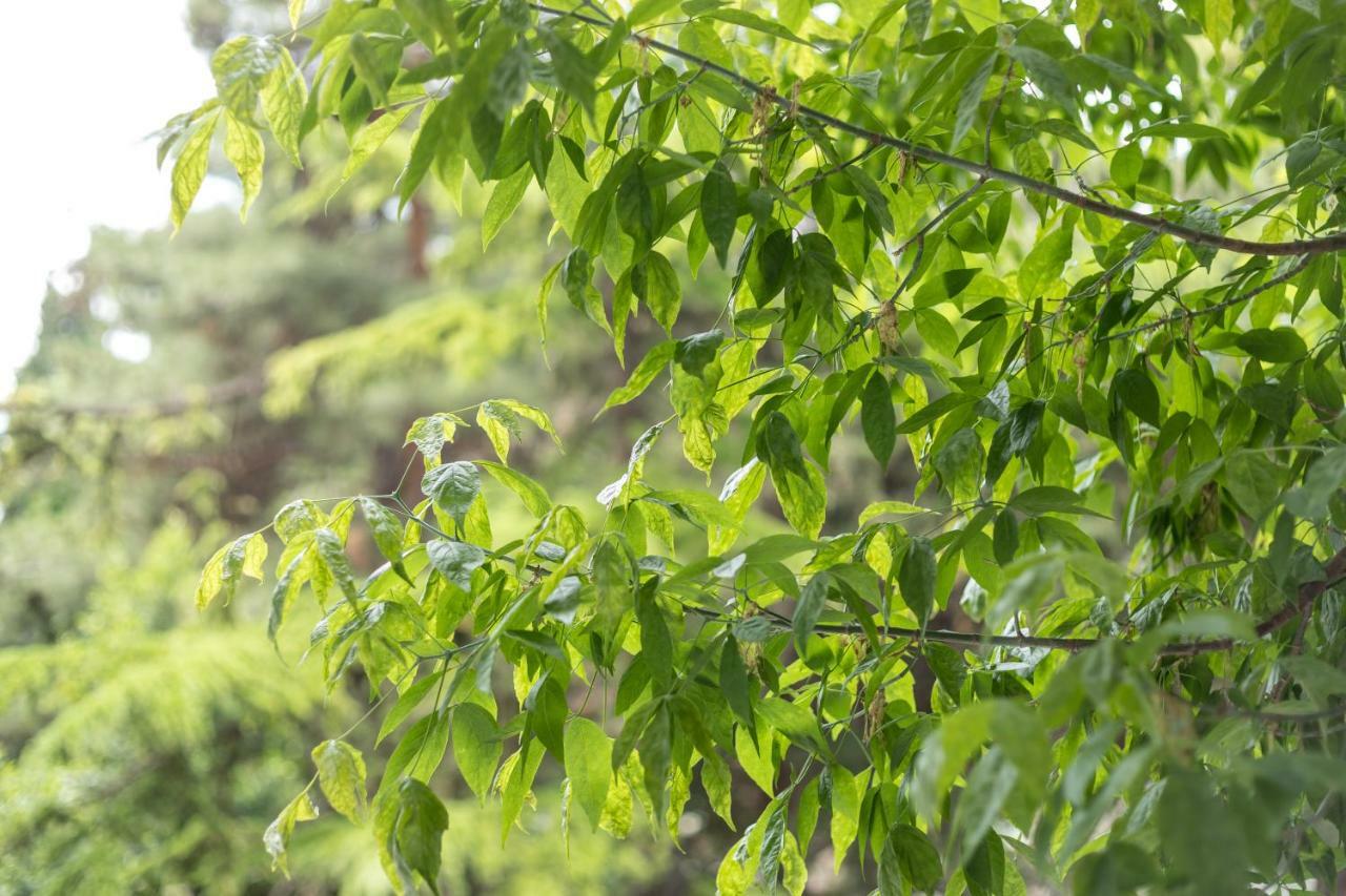 斯普利特Ema公寓 外观 照片